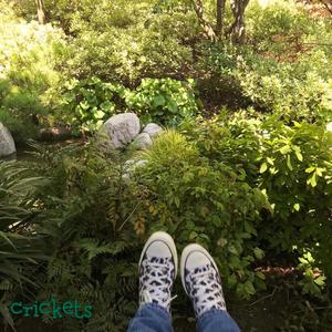 crickets (feat. Turtle)