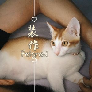 Metro Explorer （都市探路者）