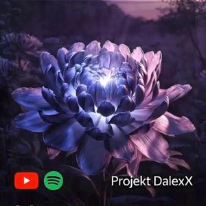 Хризантемы