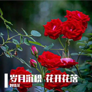 刘轶洋《花又落》