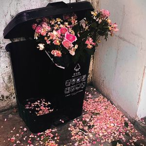 垃圾桶里的玫瑰
