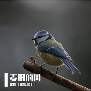 麦田的风