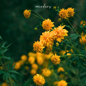 meadows (Instrumental)