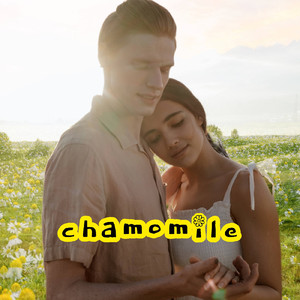 chamomile