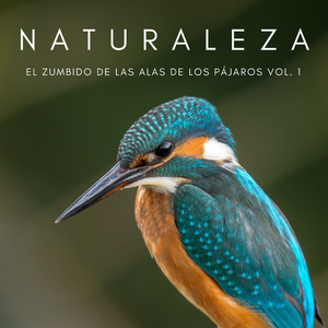 Sonidos Relajantes De La Naturaleza