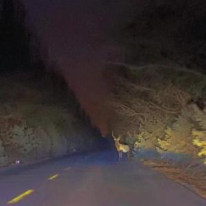 深林见鹿