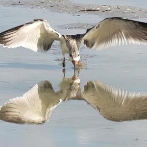 Skimmers in the Puddles