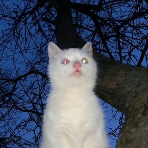 谁拍谁好看+DJ版