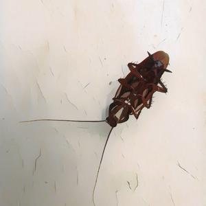 Cucaracha