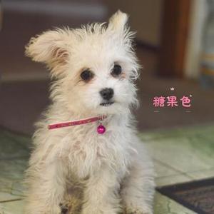 糖果色