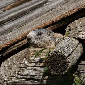 Woodchuck