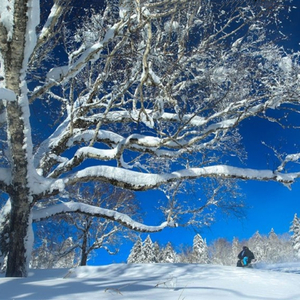我爱你塞北的雪