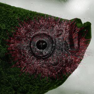 Oodinium Limneticum