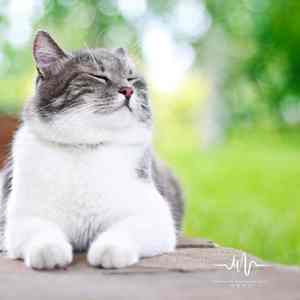 静养之茶 (清心安神古筝曲)