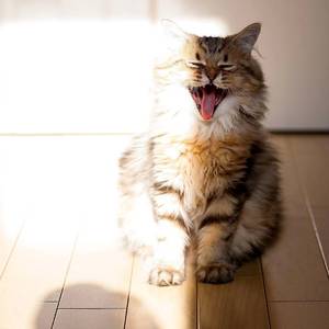 ルル（Cover やくしまるえつこ）