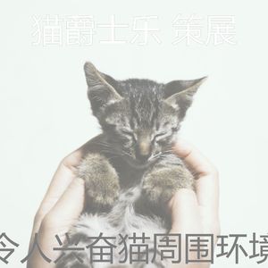 有趣小猫情怀