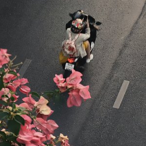 每个人都会（翻唱）