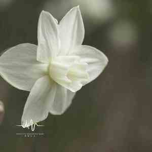 只等来了晚风 (催眠曲)