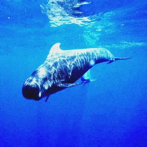 迷失的深海蓝鲸（prod by ZS Beatz ）