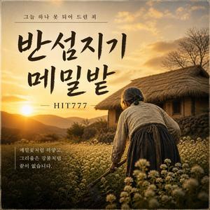 반섬지기 메밀밭 (Buckwheat Field)