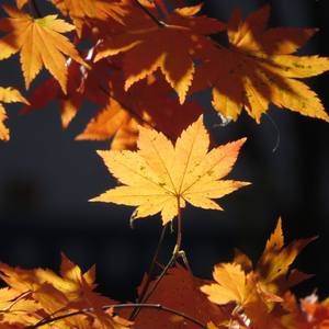 【乐正龙牙 洛天依V4】所遇山河皆因你