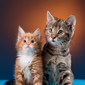 Cuando La Calma Llena El Cuenco