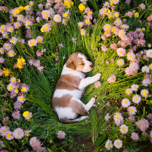 Reflexiones De La Paz Canina Suave