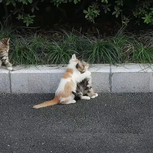 私の運命線(cover 小島麻由美)