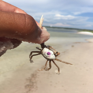 Vice City (feat. R.X.A.C.H)