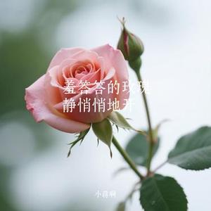 羞答答的玫瑰静悄悄地开 (Cover 你家七哥ya)