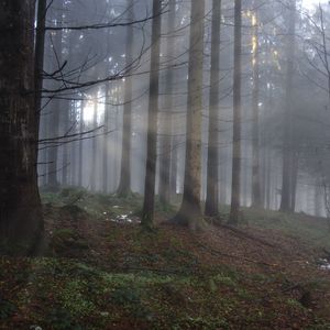 [FREE] "深林人不知" Gunna Type Beat