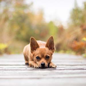 五号公寓的流浪狗（Beat by Kenichiro Nishihara）