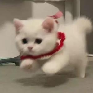 爱丫爱丫随性版