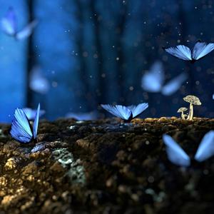 Nei sentieri del bosco magico