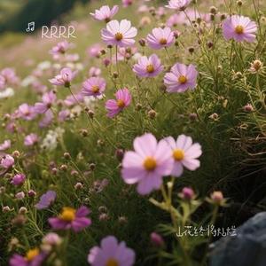山花终将灿烂