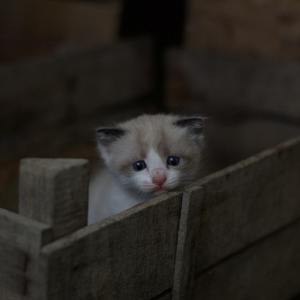 我很好（翻自 群星）