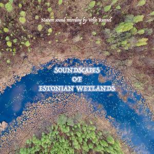 Snipes on Matsalu Coastal Meadow