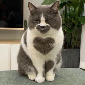 neko