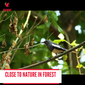 Wake Up to the Sounds of the Darkeyed Junco