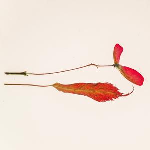 Sango (Instrumental)