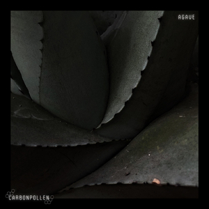 Agave