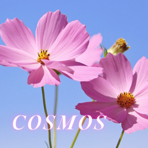 COSMOS (カバー)