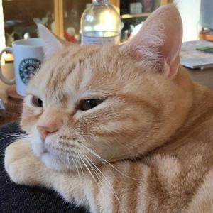 蜜蜂（翻自 万玲琳）