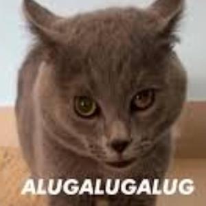 the cat alugualalala alugalug cat 2.0
