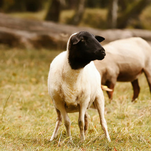 メリーさんの羊 - ハーモニカセッション