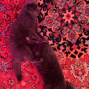 Письмо Савелию