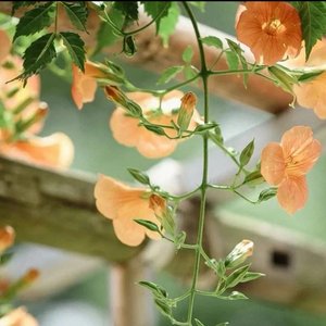 一日看尽长安花