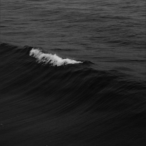 楼顶上的小斑鸠