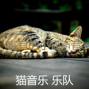 抚慰的睡猫回忆