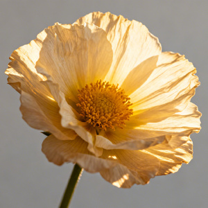 花开